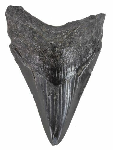 Bargain, Juvenile Megalodon Tooth - Georgia #61700